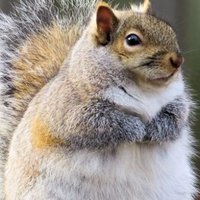 Mister Squirrel (NeuroDivergent)(@dakre18) 's Twitter Profile Photo