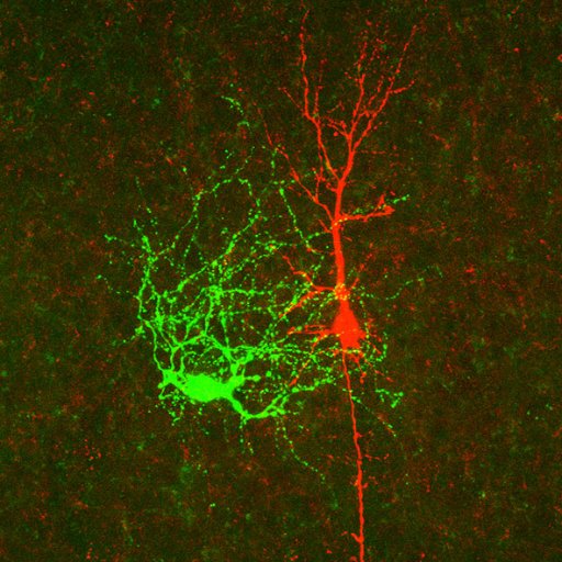 Interneuron_Dev Profile Picture