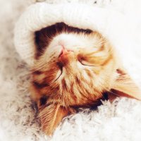 にゃんこ先生 (@723_shinya) 's Twitter Profile Photo