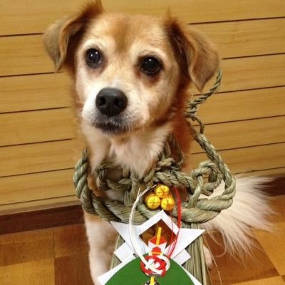 #マルッと津鉄応援隊 #犬 #スイーツ #ドリカム #Bz #平井堅 #五所川原立佞武多 #津軽鉄道 #ストーブ列車 #佐藤竹善 #津軽三味線 @インスタ＠toymama3