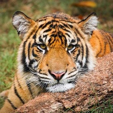 GailMrozak's profile picture. PR, marketing, & writing. Interested in the arts & disability advocacy. (Fascinated by tigers...the animals, not a team.)