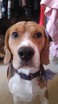 I am a happy and playful Beagle. I love playing with my ball and get excited around new people. I love treats and I am really lazy sometimes :)