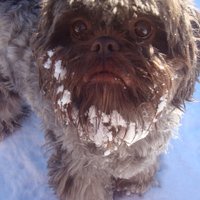 Nico (@attackshihtzu) 's Twitter Profile