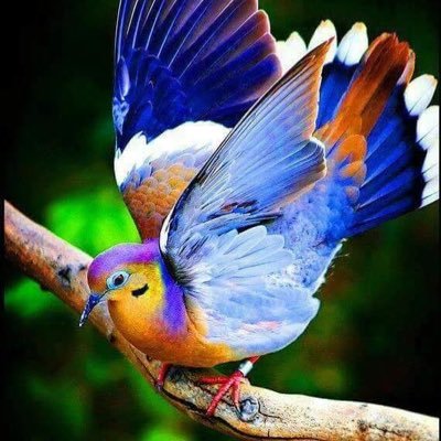 drhananelbahry's profile picture. 