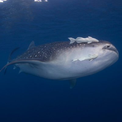 Whale Shark Rocky