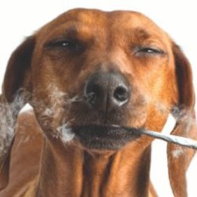 #dogs #dogsoftwitter #doglife #puppy #funnyvideo #funnydogvideos https://t.co/QG5E1vLu4Q