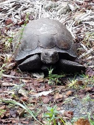 Pictures of gopher tortoises I come across in the park. Gopher torotoises are a threatened species.
