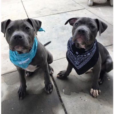 Allowing the world to share the Wonderfull life of two Pit bulls, Athena and Blue! Follow us on Facebook and Instagram @pitbulllife0719.
