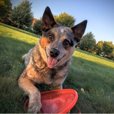 cattledoggie35 Profile Picture