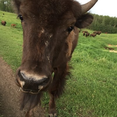 Greenhouse Grower / Bison Farm