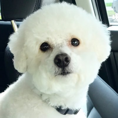 ♠️ #bichon #bichonfrise #AceTheBichon #MrPerfect