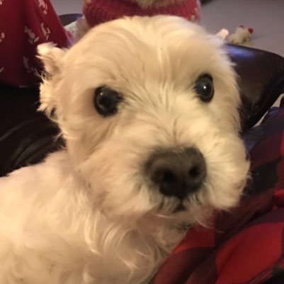 I'm Wesley the Westie! I share this account with my hoosis Renae. We live in the beautiful Washington state and we both love living life to the fullest!