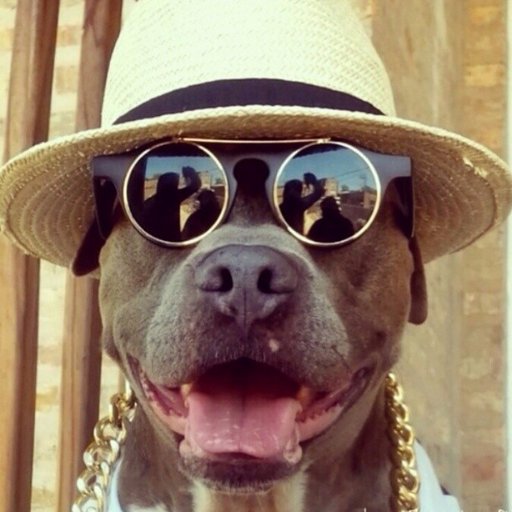 Trabalho na área da procriação da espécie. 🐶🐱 Amo as gatas. Conheça essa galera louca 👉 #TsunamiSDV @TsunamiSdv 🌊 indico se me indicar tipo mendigo saca? 😂