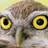 camillabaresani's profile image