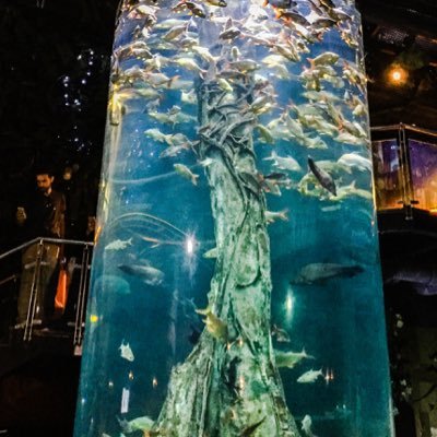 aussieavidread's profile picture. Lawyer, business owner, feminist, Mum & wife.