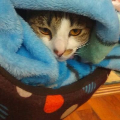 ココさんのプロフィール画像
