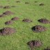 mole patrol (@molepatrolshrop) Twitter profile photo mole patrol (@molepatrolshrop) Twitter profile photo