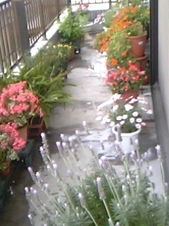 techipo's profile picture. ぬる～い性格。でもA型