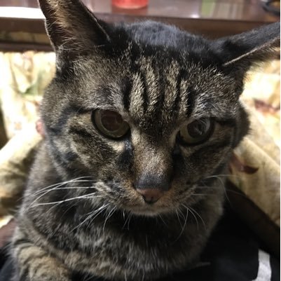 深谷市でボディデザインスタジオを経営してます。Twitterではおもに猫。FMふっかちゃん(88.5mHz)月~金曜日13:45~14:00Goodbodyに近道はなし！という番組パーソナリティをしてます。リスニングラジオ(アプリ)で視聴できますので、よろしくお願いいたします。