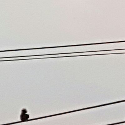 LyvBot's profile picture. 