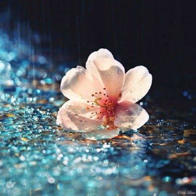 Eman111984's profile picture. 