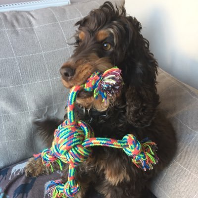 PlutoSpaniel's profile picture. I was born 5/5/2013 and live in Chesterfield, Derbyshire. My objective in life is to roll in as much poo as possible!