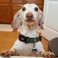 Doxie Mom(@KirstenSusanne1) 's Twitter Profile Photo