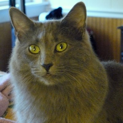 GallettaNeb's profile picture. Nebelung cat living with three Russian cats and two crazy human staff