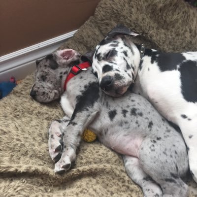 LuckyLu6's profile picture. J'aime mes enfants, les animaux et la bouffe... tout ça sur la rive-sud de Montréal