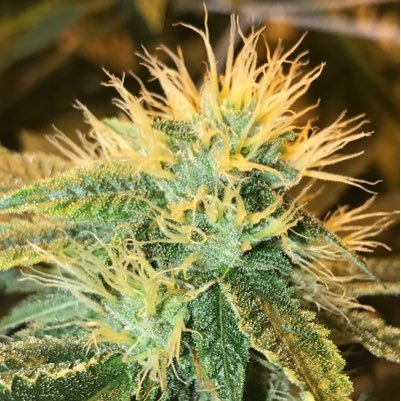 THE VALLEYS #1 DISPENSARY🔥🔥🔥 15223 Burbank Blvd. Sherman Oaks, CA 91411