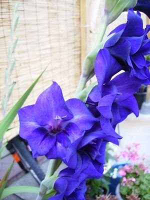 ohin74's profile picture. 