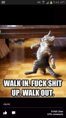 kittenobama's profile picture. Love animals,
Love nature&environment. 
Hate LNP!!!
I believe we need to fight for the survival of all Flora&Fauna,save our planet from major destruction.