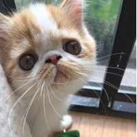 Letho (@laceletho) 's Twitter Profile