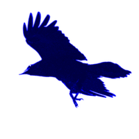 Keith Luckey (@bluecrowmusic) 's Twitter Profile Photo