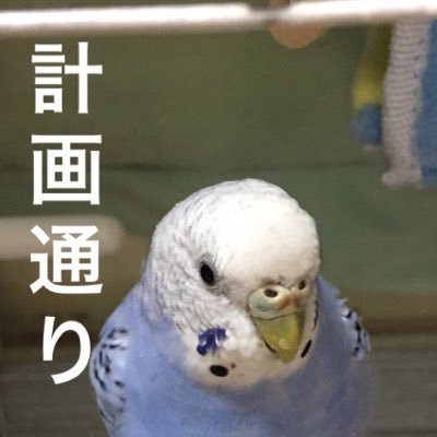 セキセイインコのつくね(推定2015年12月誕生)の飼い主。トリスキー。2021.5.1に迷子にさせてしまいました。はやくつくね様におかえりとごめんねを言いたい。 #つくね様