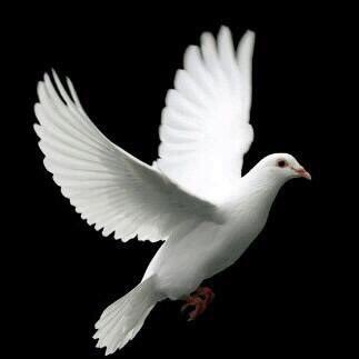 Tchyk2W's profile picture. Human rights activists.