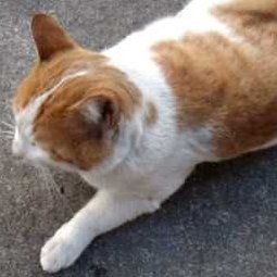 私は、イラクからのスンニ派イスラム教徒です そして私はこの猫を愛します . 私は男性で、私の年齢は33歳ですI am Muslim Sunni Iraqi man @Cat_bazona1 @Cat_bazona2 @Cat_Bazona4 @Cat_Bazona_5 @Cat_Bazona6 @Cat_Bazona7