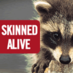 PETA's Skinned Alive (@skinned_alive) Twitter profile photo PETA's Skinned Alive (@skinned_alive) Twitter profile photo