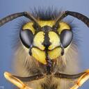 Robert Beyer - @waspinmycar - Twitter