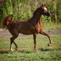 iArabians LLC (@iarabians) 's Twitter Profile