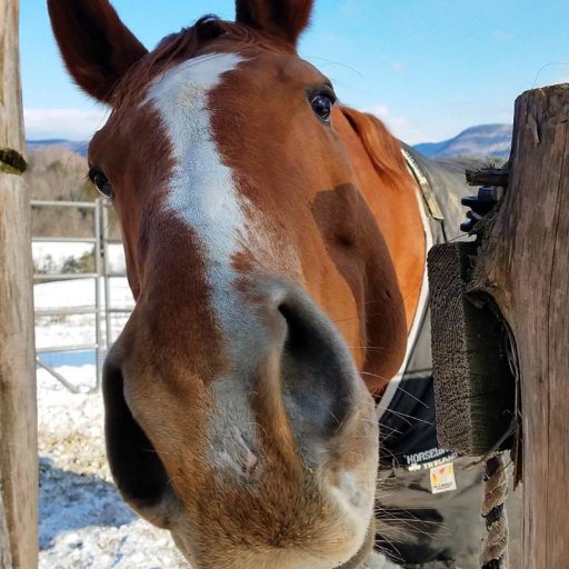 Oft-times nerd, sometimes writer. I like horses, time travel, musicals, horror, and love stories--preferably all at once. She/her.