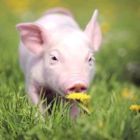 Madam Charcuterie (@mcharcuterie) 's Twitter Profile
