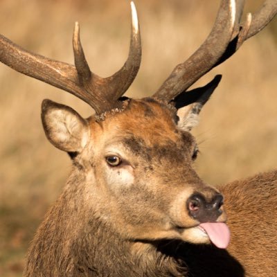 jmarchington's profile picture. Countryside, ferrets, photography, video, ferrets, journalism, ferrets. Did I mention ferrets? All tweets my own. Except those that belong to someone else. Obv.