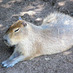 Il Capibara (@ilcapibara) Twitter profile photo