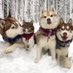 Lilo & Finny & Rosie (@lilothehusky) Twitter profile photo