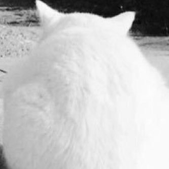caturday_funday's profile picture. 