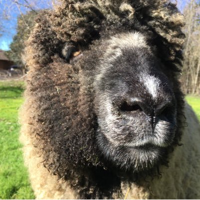 I am a shepherd, restorationist and hydroecologist who loves helping people. Olivet Ranch provides wool, lamb and ecological services (reveg, erosion, drainage)