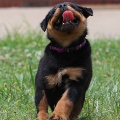 Cowboy952's profile picture. Father of Three. Husband of The One.