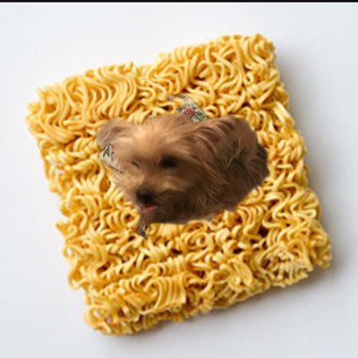 noodle poodle