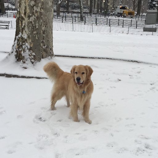 Handsome Golden Retriever